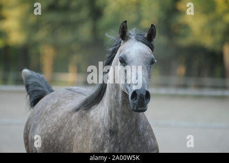 Arabian horse, galloping gray mare Stock Photo