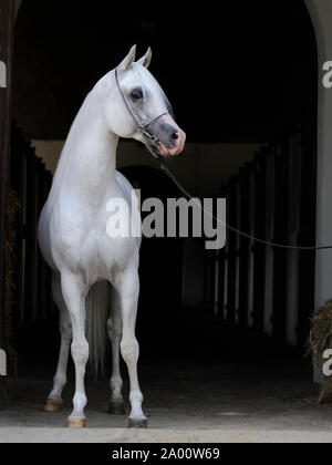 Arabian horse, gray stallion in stable lane Stock Photo