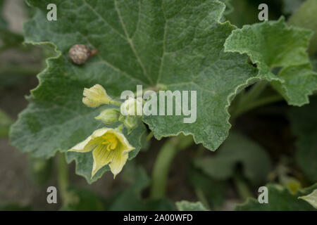 squirting cucumber, albania, ionian sea, saranda, europe, (Ecballium elaterium) Stock Photo