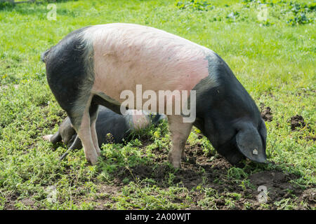 grazing Swabian Hall pig, wackershofen, schwaebisch hall, hohenlohe region, baden-wuerttemberg, heilbronn-franconia, germany
