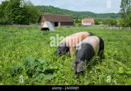 grazing Swabian Hall pig, wackershofen, schwaebisch hall, hohenlohe region, baden-wuerttemberg, heilbronn-franconia, germany