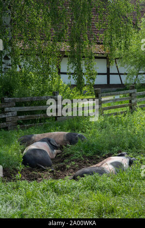 grazing Swabian Hall pig, wackershofen, schwaebisch hall, hohenlohe region, baden-wuerttemberg, heilbronn-franconia, germany