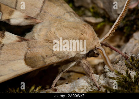 oak hawk-moth, male, (Marumba quercus) Stock Photo