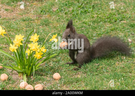 eurasian red squirrel, (Sciurus vulgaris) Stock Photo