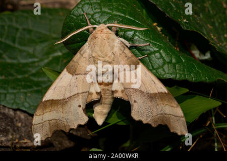 oak hawk-moth, male, (Marumba quercus) Stock Photo