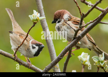 eurasian tree sparrows, pair, (Passer montanus) Stock Photo