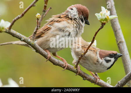 eurasian tree sparrows, pair, (Passer montanus) Stock Photo