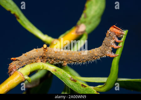 rosy underwing, caterpillar, (Catocala electa) Stock Photo