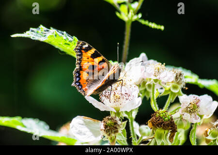 A small tortoiseshell butterfly Aglais urticae with closed wings feeding on the flowers of bramble blossom Stock Photo