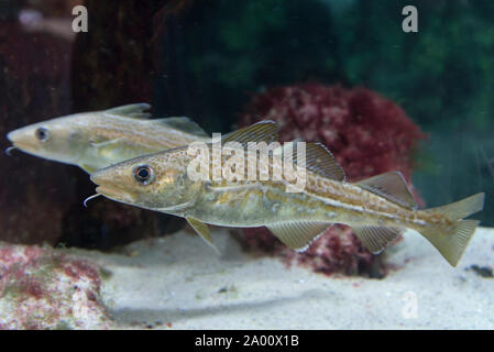 Atlantic cod, codling, Ostsee Info-Center, Eckernforde, Schleswig-Holstein, Germany, (Gadus morhua) Stock Photo