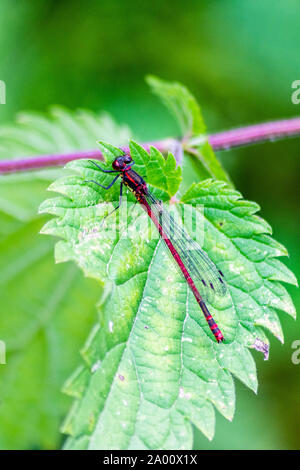 A Large red damselflyma, Pyrrhosoma nymphula, resting while perched on a stinging nettle leaf, Urtica dioica Stock Photo