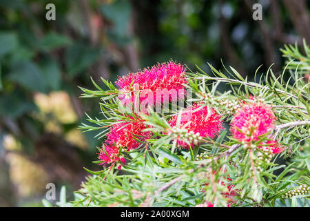 Distinctive red cylinder of flowers on the bottlebrush plant, Callistemon citrinus or Metrosideros citrina Stock Photo