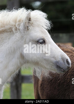 A headshot of a miniature Shetland pony foal. Stock Photo