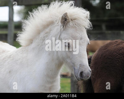 A headshot of a miniature Shetland pony foal. Stock Photo