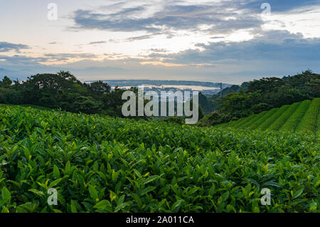 Beautiful green tea plantation on sunrise with city of Shizuoka on the background. Nihondaira hill in Shizuoka, Japan. Selective focus