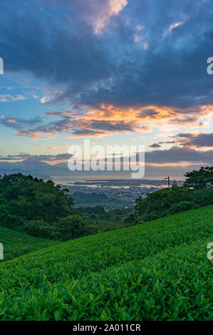 Beautiful sunrise on green tea plantation terraces with mountains view and iconic Mount Fuji volcano and Suruga Bay on the background. Nihondaira, Shi Stock Photo