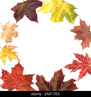 Multicolored autumn maple leaves in a circle on a white background. In the center is a place for text. Stock Photo