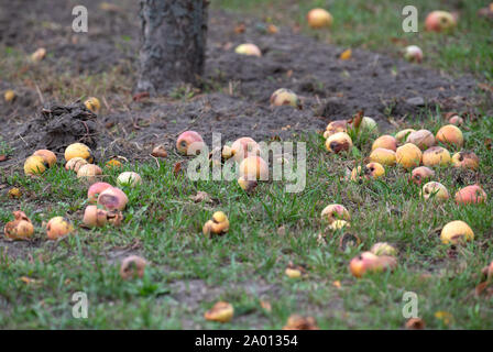 Potsdam, Germany. 16th Sep, 2019. Apples lie next to the trunk of a tree in a garden on the meadow. Credit: Soeren Stache/dpa-Zentralbild/ZB/dpa/Alamy Live News Stock Photo