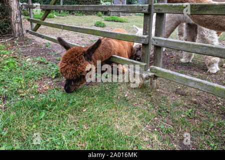Alpacas, Vicugna pacos.eats grass outside fence. South American Camelids at Alpaca Farm - Pinnow, Uckermark, Brandenburg,Germany
