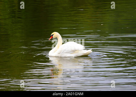 Beautiful white swan swims in the emerald water in the park Uman, Ukraine. Swan lake in spring, summer, autumn Stock Photo