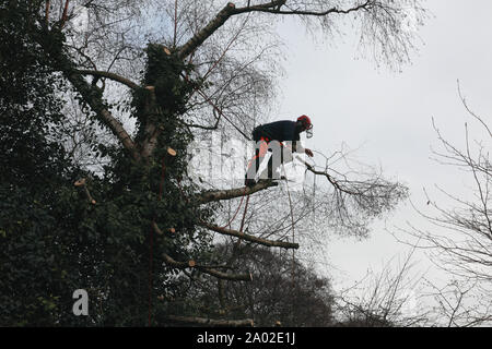 A tree surgeon at work with a chain saw reducing the size of a silver birch tree