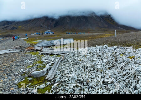 Beluga or white whale, (Delphinapterus leucas), Bellsund, Svalbard Islands, Artic Ocean, Norway, Europe Stock Photo
