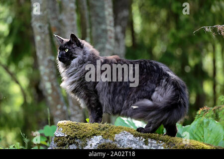 A black smoke Norwegian forest cat male with alert expression Stock Photo