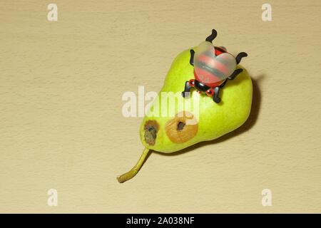 Plastic small toy of red ladybug insect, crawl on the surface of one worm infected large green pear with holes, isolated on a beige wooden table Stock Photo