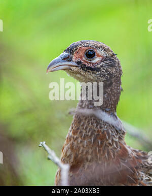 Portrait of a ten-week-old pheasant chick, (Phasianus colchicus) often known as a poult, after being released into a gamekeepers release pen Stock Photo