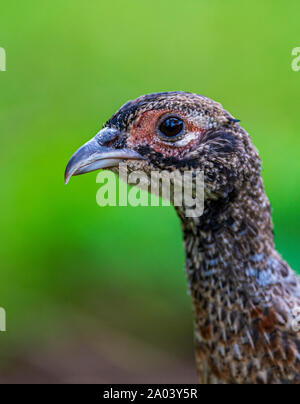 Portrait of a ten-week-old pheasant chick, (Phasianus colchicus) often known as a poult, after being released into a gamekeepers release pen Stock Photo