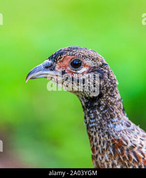 Portrait of a ten-week-old pheasant chick, (Phasianus colchicus) often known as a poult, after being released into a gamekeepers release pen Stock Photo