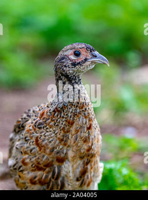 Portrait of a ten-week-old pheasant chick, (Phasianus colchicus) often known as a poult, after being released into a gamekeepers release pen Stock Photo