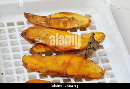 brown butterfly feeding ripen mango seed on white plastic tray Stock Photo