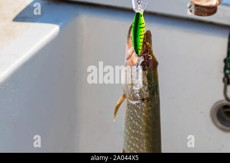 Freshwater fish just taken from the water. Single nothern pike fish on the hook close up Stock Photo