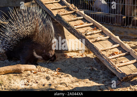 Cute Crested porcupine or Hystrix indica looks for food on ground in captivity Stock Photo