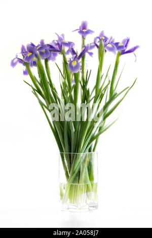 Large bunch of Blue Iris flowers in a glass vase pictured against a white background Stock Photo