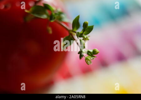 small green sprout in a red vase, macro photo, selective focus Stock Photo