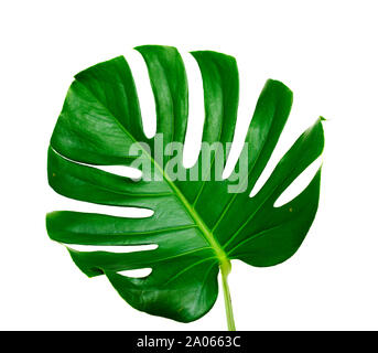 big dark green leaf of monstera plant isolated on white Stock Photo