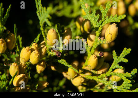 close-up of immature cones of an oriental thuja, detail of a garden hedge Stock Photo