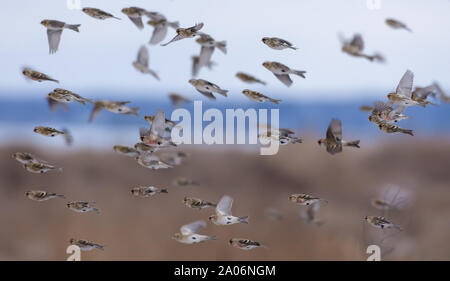 Herd of Common redpolls flying fast in snowy winter over fields and sky Stock Photo