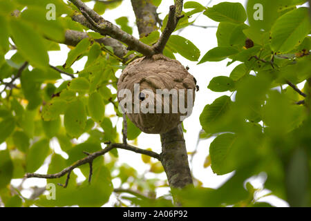 A Vespa Velutina Nest In A Tree, An Invasive Species That Harms Honey ...