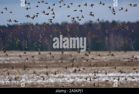Very big flock of Common redpoll flies over dry grass field and forest in winter Stock Photo