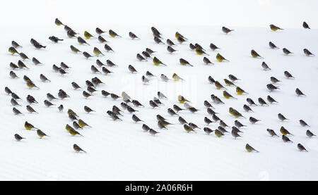 Very big flock of tree sparrows and yellowhammers sits on snow in strange combination of dark silhouettes Stock Photo
