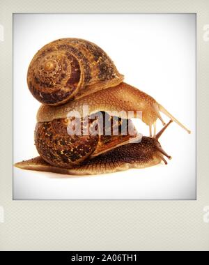 Garden snails (Helix aspersa), one on top of another Stock Photo
