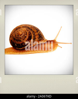 Edible snail snails snail molluscs Mollusca edible snails Helix pomatia ...