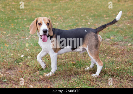 Cute beagle puppy is standing on the grass in autumn park. Pet animals. Purebred dog. Stock Photo