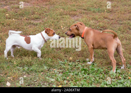 Jack russell store american staffordshire mix