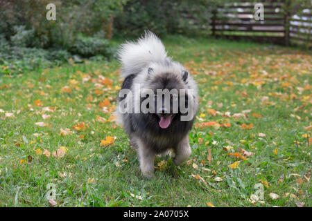 Cute deutscher wolfspitz is walking on the grass in autumn park. Keeshond or german spitz. Pet animals. Seven month old. Stock Photo