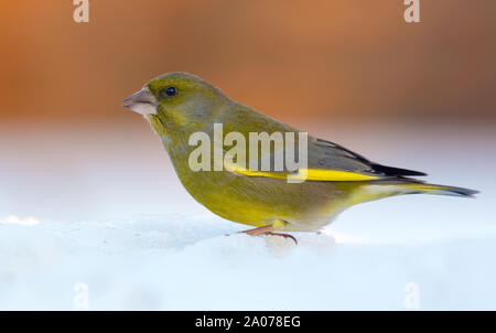 Male European Greenfinch great posing on hard snow in winter Stock Photo