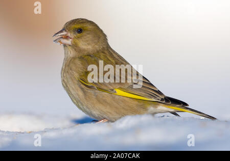 Female European Greenfinch stands on snow land near a feeder in sunny winter day Stock Photo